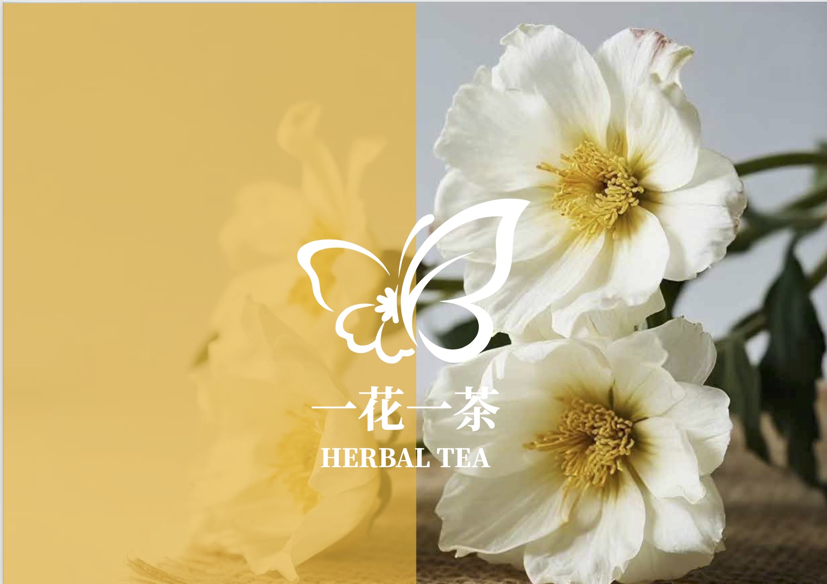 养生壶食谱大全及做法，轻松掌握家庭厨房的养生智慧插图